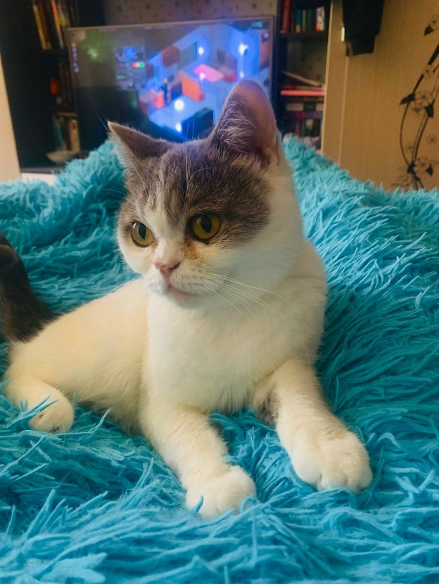 Пропала кошка
Кличка - Люся
Пол:Женский
Пропала приме...