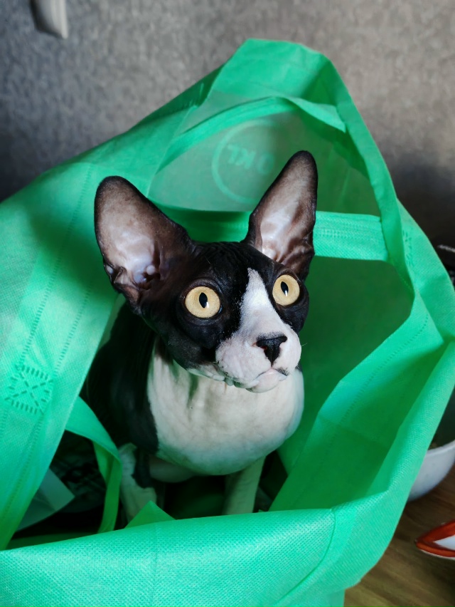 Гермес и его приключения в квартире.