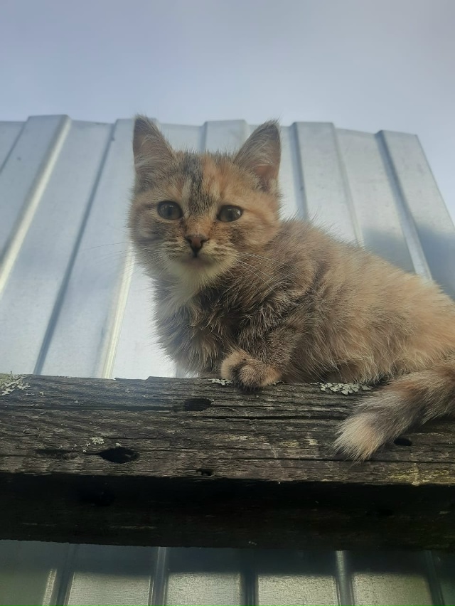 Здравствуйте, отдам двух кошечек,кушают все,приучены к...