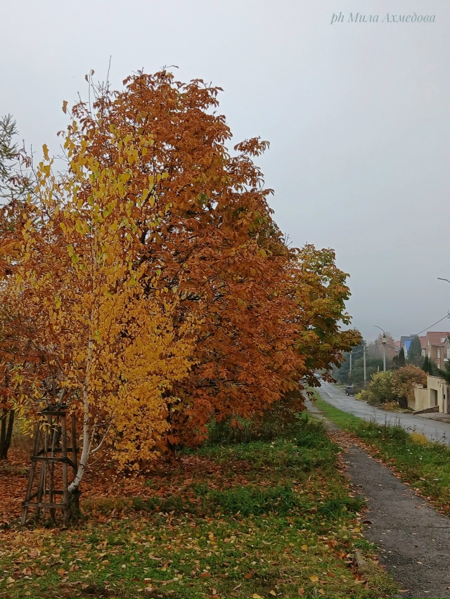 Осен, туманы в городе.
Последние краски осени.🎨
Тихо и...