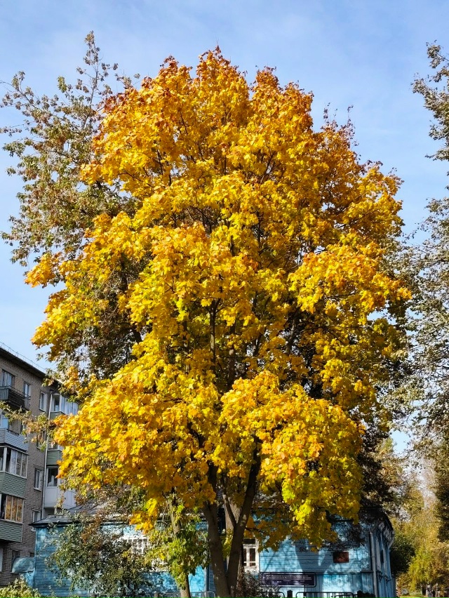 🍂🍁 Ковровская осень - красота! Анон