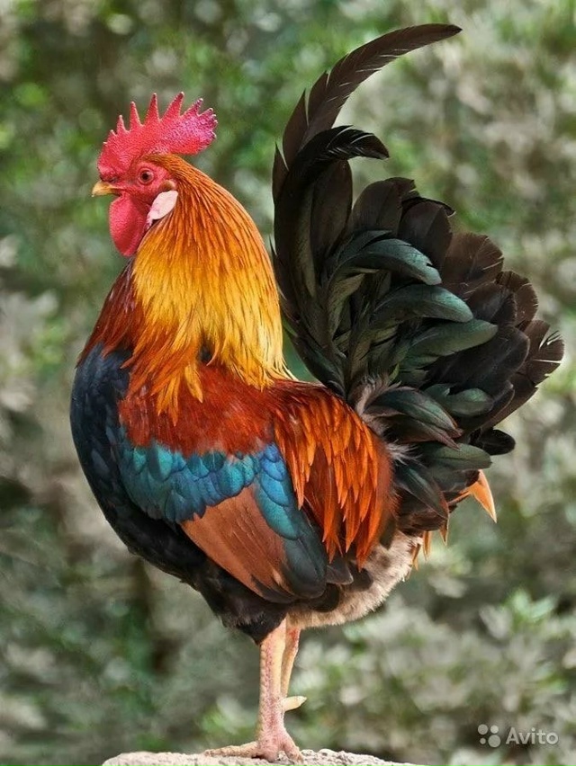Продам Петушков домашних 7-8месяцев т. 89123478066