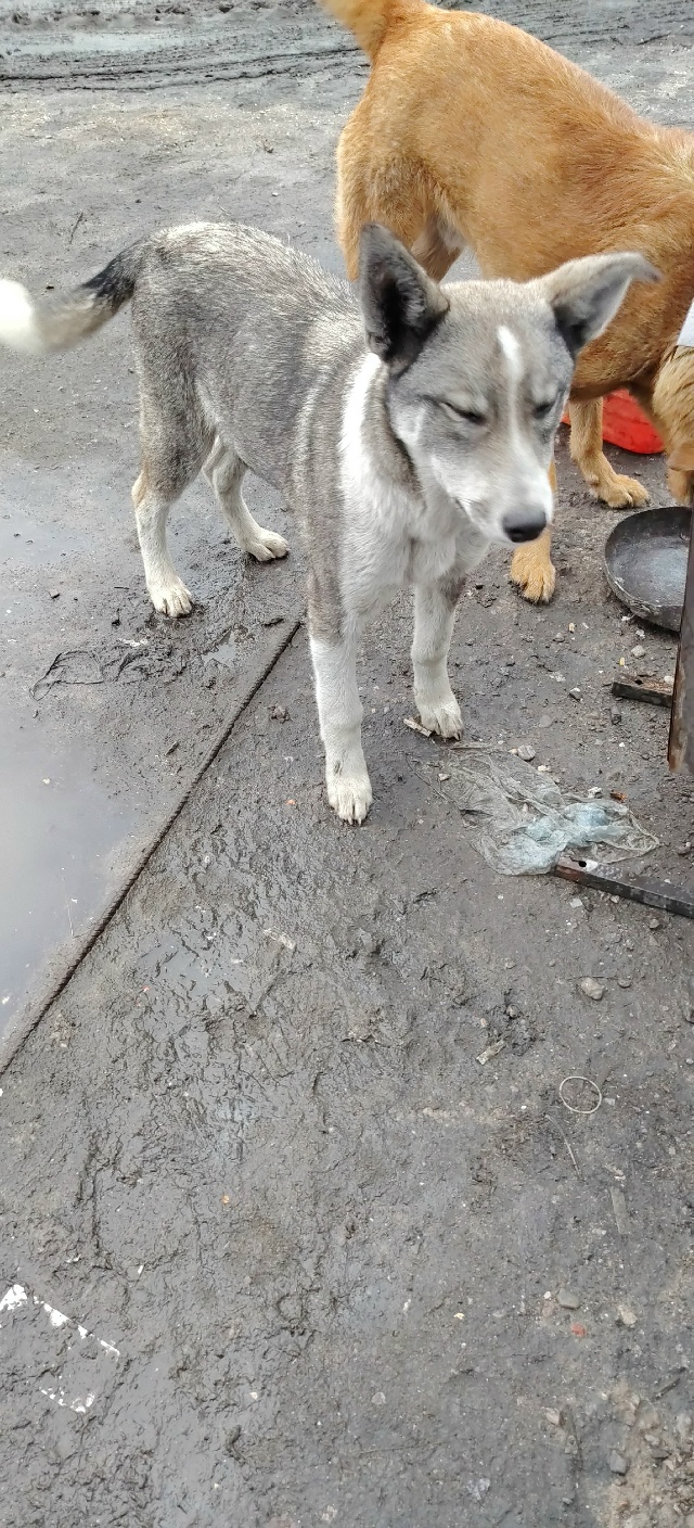Здравствуйте. Собачку никто не терял? Примерно пару ме?...