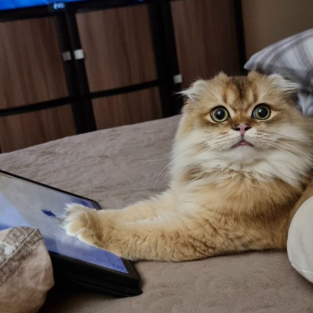 Сидим за планшетом.