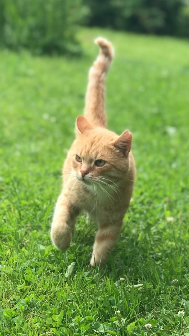 Молоденький котик ищет дом!!! Очень ласковый, игривый. Ж...