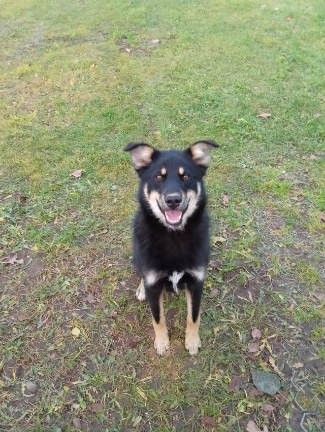 Может кто то ищет собаку. Кобель, на вид около года. Нах?...