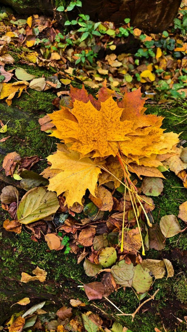 Чудесные осенние пейзажи нашей области