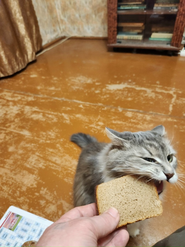 Тиша любит чёрный хлеб 🍞