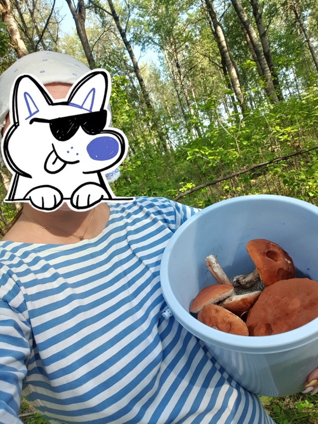 Грибы пошли или нет еще? Не лисички. 🍄