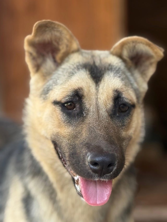 🐶💓УФА, СРОЧНО ИЩЕТ ДОМ Очаровательная юная Пепси, ум?...