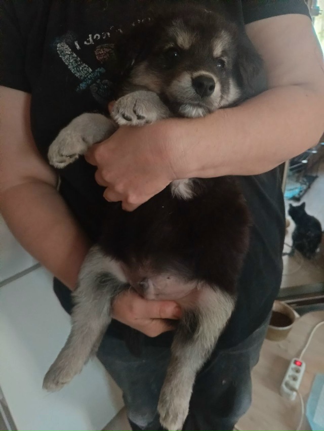 Ищут дом щенки с ахтырского хлебозавода. Все мальчишки...