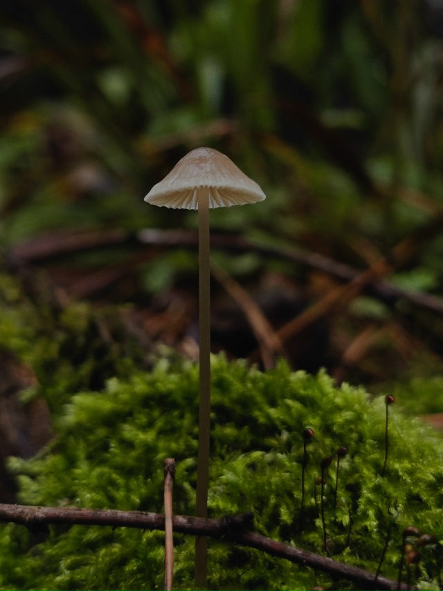 Лес на Детской 💚