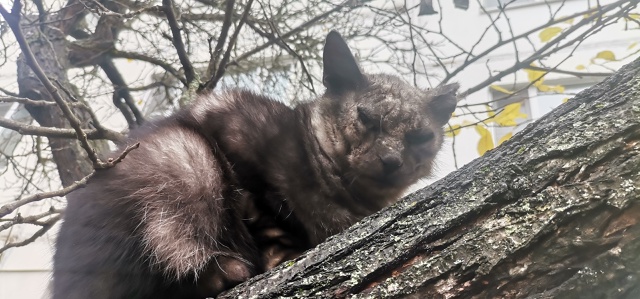 Потеряшка, может быть кто-то её ищет. Гладышева д3а