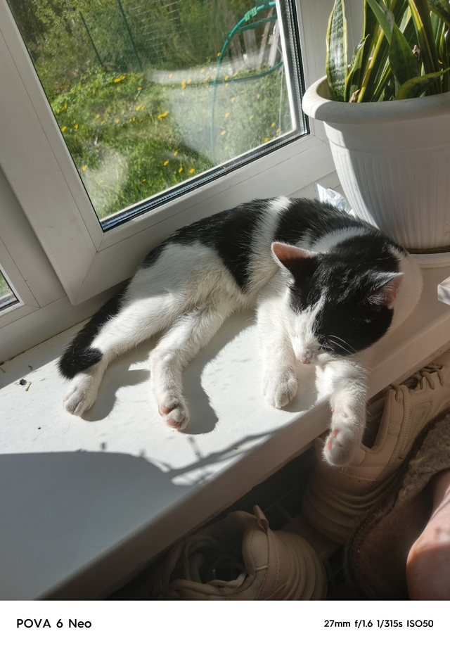 Отдам кота бесплатно, кострированеый, 8 месяцев. В лото?...