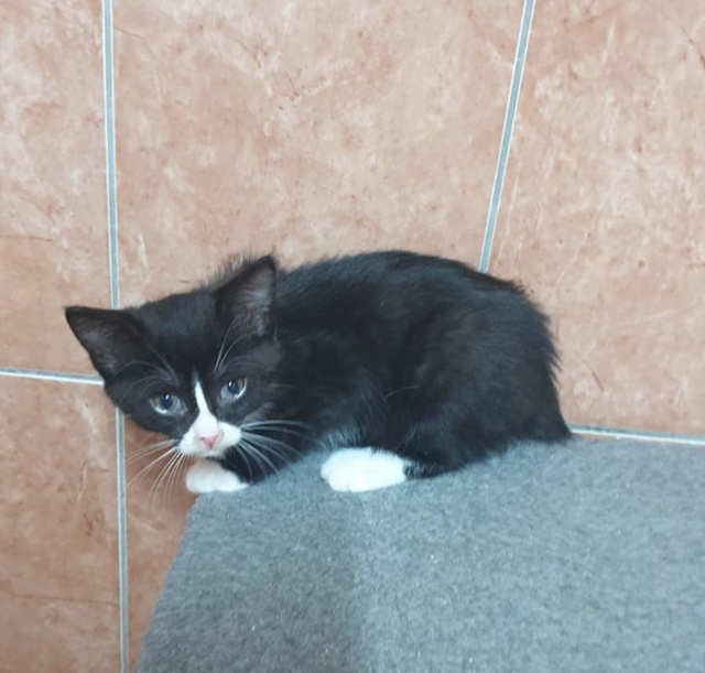 КОТЯТА- девочки ЖДУТ СВОИХ ХОЗЯЕВ❣️
Я чернышка, я малы...