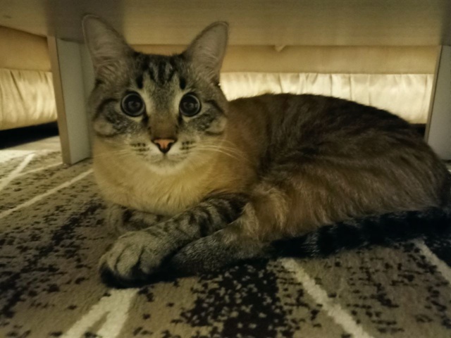 Кот Арбуз. На столе полазил, диван ободрал...Чем бы ещё з...