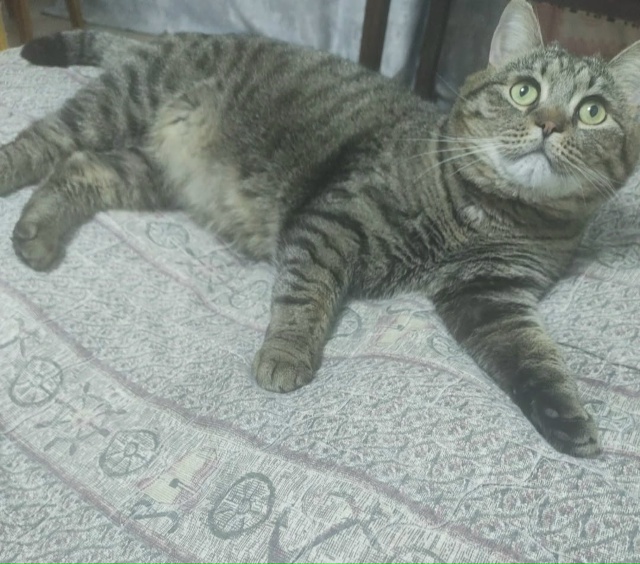 Кот Бегемот