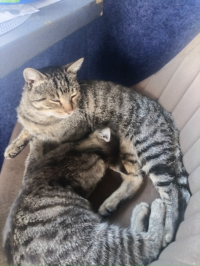 Это мои коты - Шиш и Мурмелад
Не путёвая мать Брысь рано...