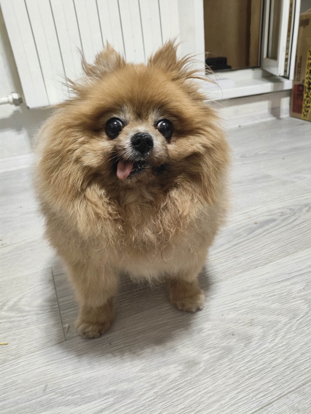 Найден шпиц
девочка в возрасте с клеймом . на ул Строит...