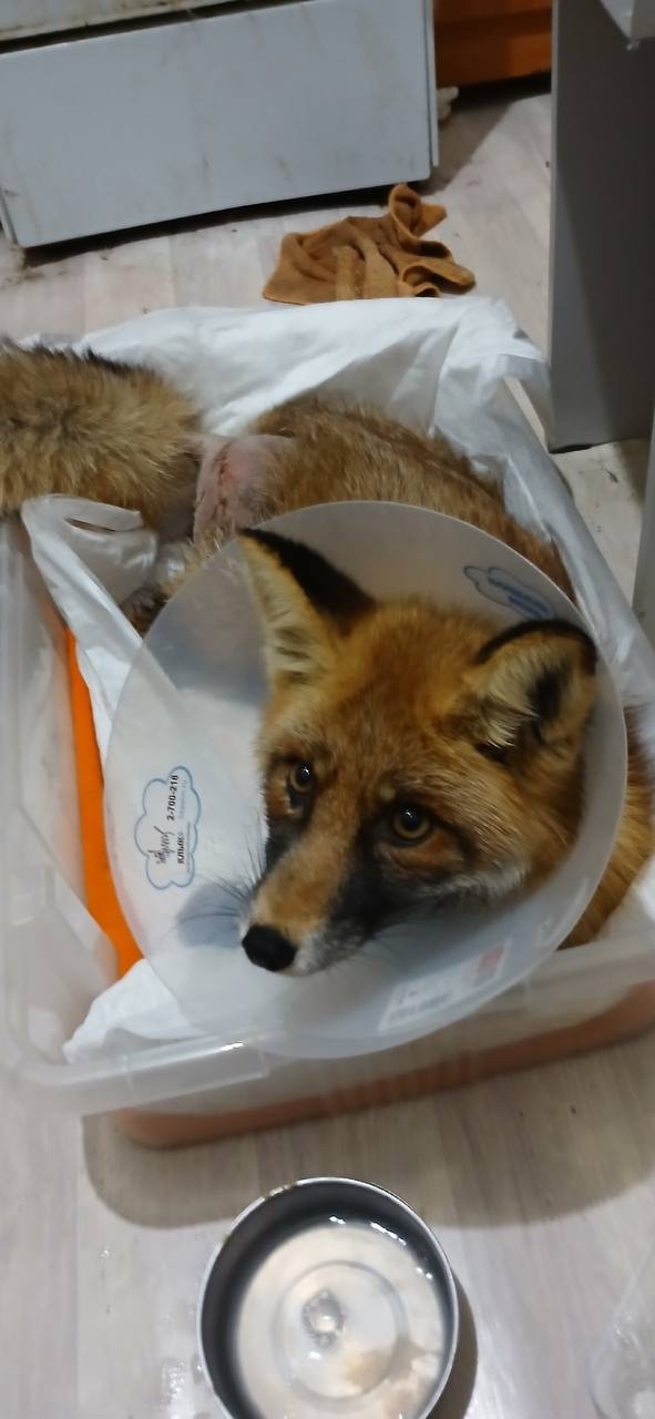 Волонтеры из «Фауны Урала» сейчас присматривают за ли?...