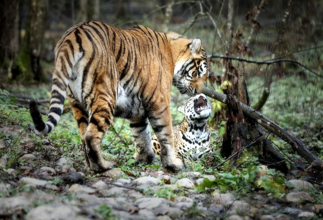 Зима на пороге, а в подмосковном Сафари‑парке — ни нам...