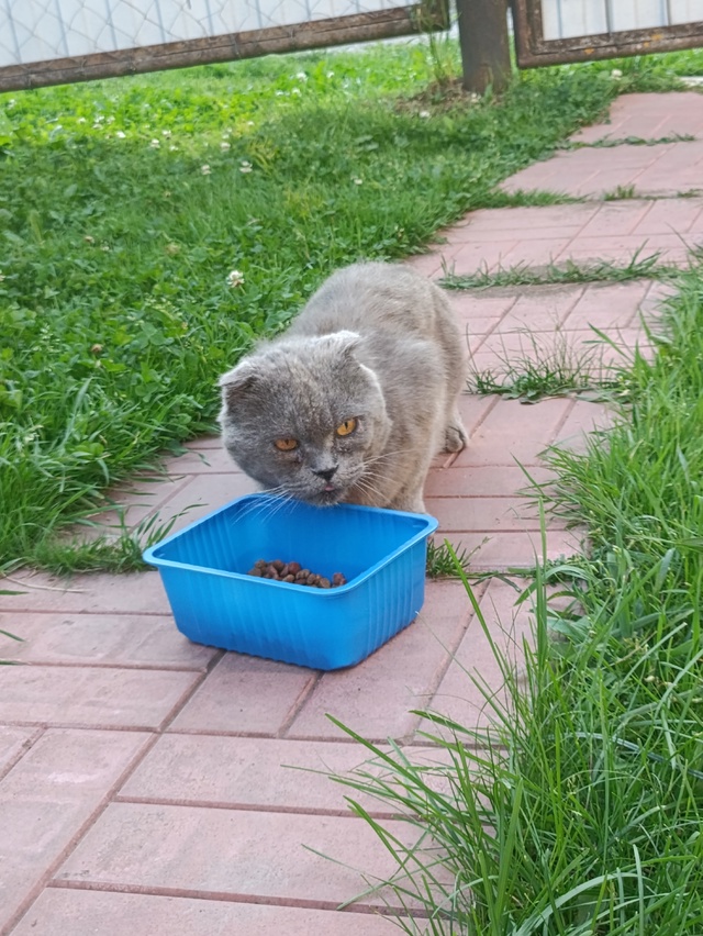 Прибился породистый котик на Новом переулке, явно бывш...