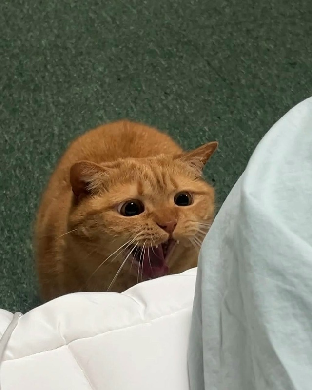 Сильный кот не закрывает глаза, когда зевает?