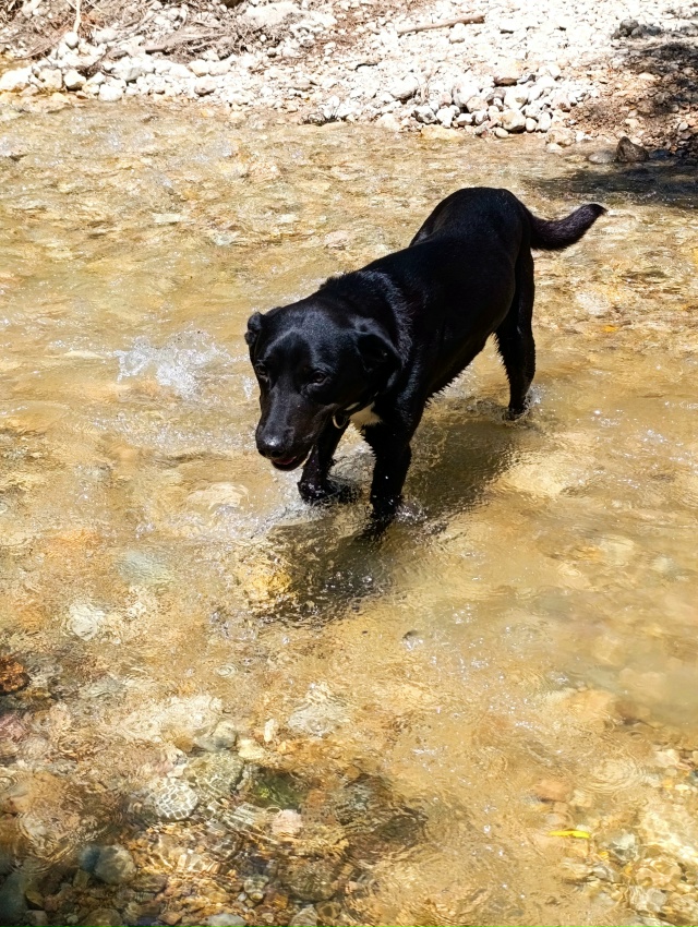 Убежал наш балбес, самостоятельные поиски к результат?...