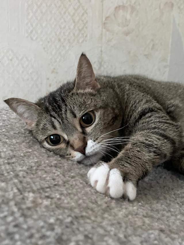 🐾 Ищет дом кошка ДУСЯ! 🐾
Познакомьтесь с Дусей — неж?...