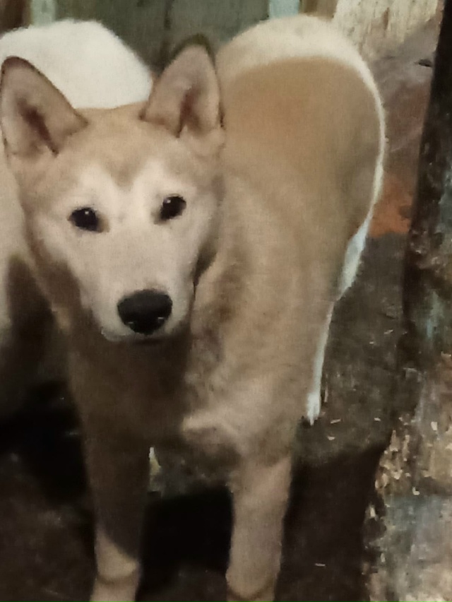 Нужна передержка , помощь в вольере в черте города или ?...