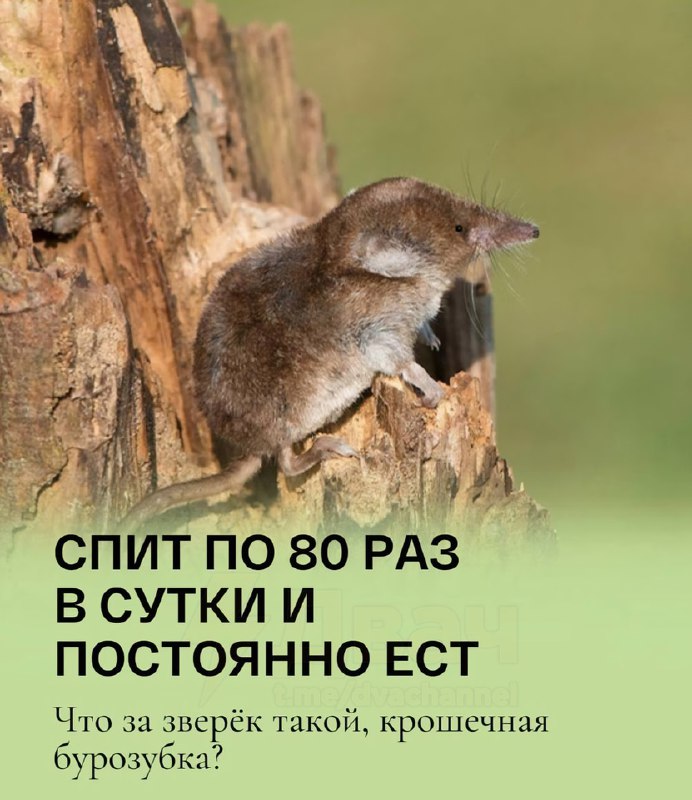Это же твоё новое тотемное животное