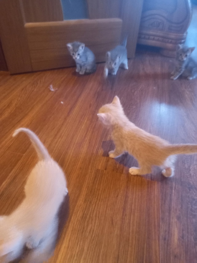 Отдам котят в добрые руки , котят месяц.
