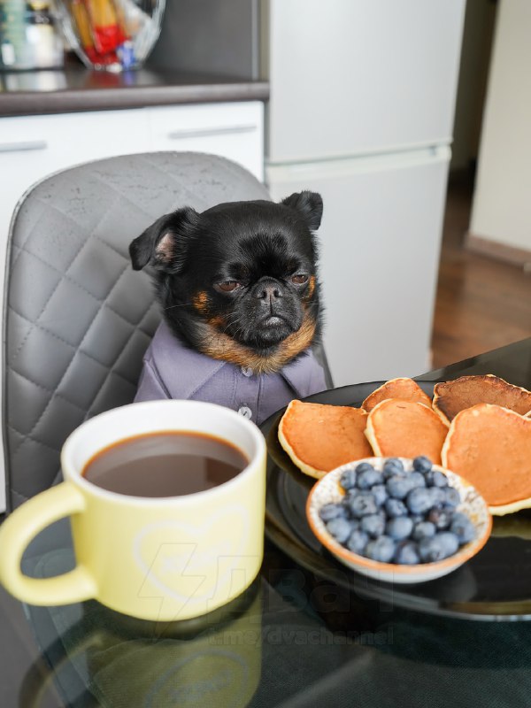 Пёс Чарли с хмурой мордочкой — новая звезда соцсетей
Это же все мы, когда узнали, что впереди рабоч