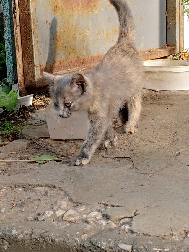Помогите пристроить котят! 😺 Живут на улице, очень кра...