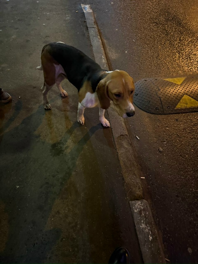 Репост🙏 найден вчера вечером центральный проезд 17
8993...