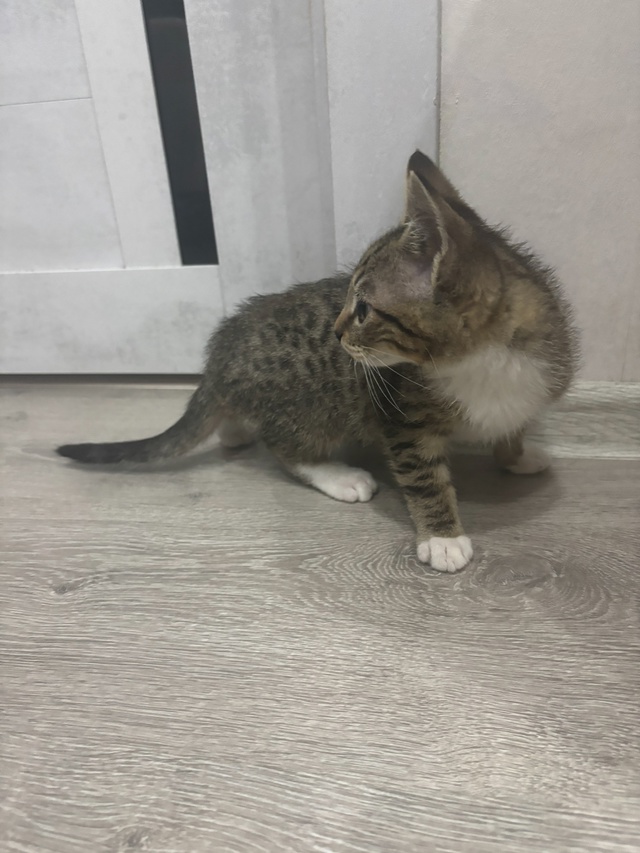 Никто не терял котенка?
Найден на Гогиберидзе