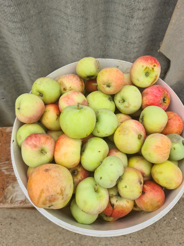 🍏 SOS! Нужна помощь в поедании яблок! 🍏
От вас потребу?...