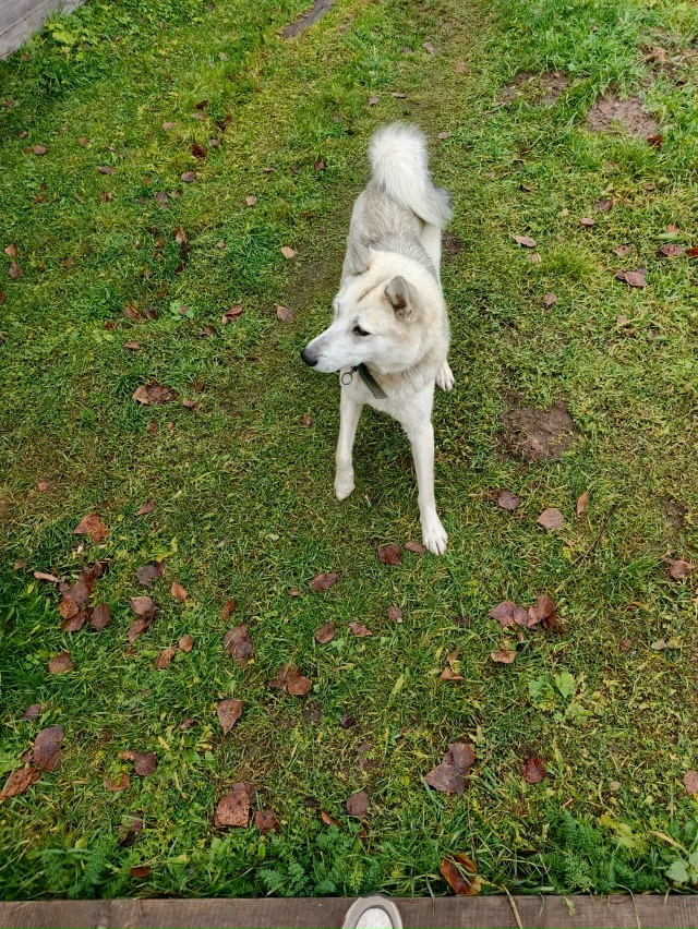 Третий день бегает в деревне Малое Фомино собака, на ош...