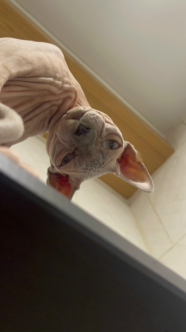 Лола, она же Пипса, она же сладкая булка сегодня праздн?...