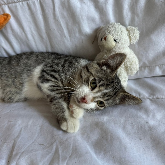 В поисках семьи котодети🤗, все девчонки❤ (еще трех цв?...