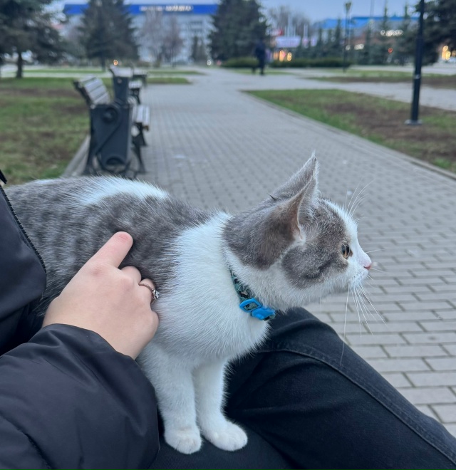 Потерялся котик в центре, чей?