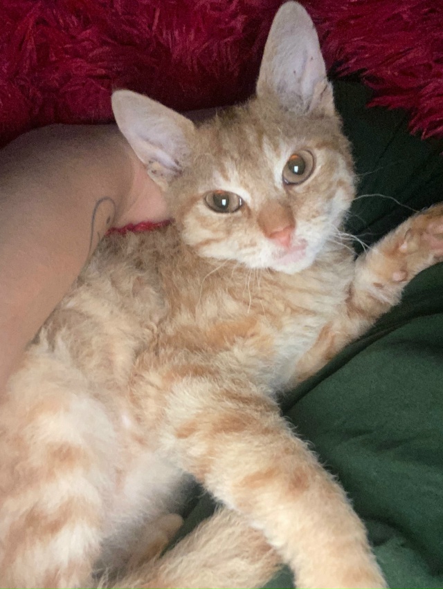 отдам котенка,к лотку приучен