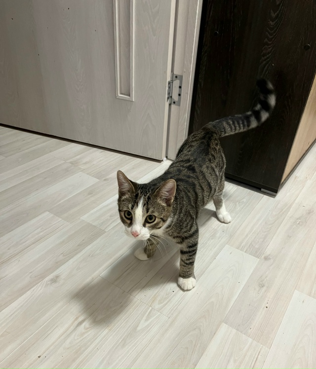 Это малейшее создание ищет новую семью!
Это мальчик ,на...