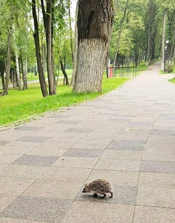 В Раменском парке
Фото: @moy_okrug
