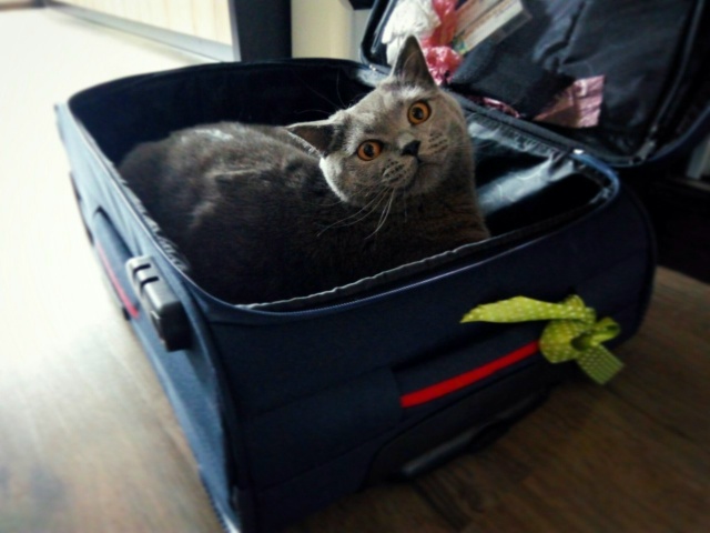 - Олег Палыч, извините, я не смогу поехать в командировк...