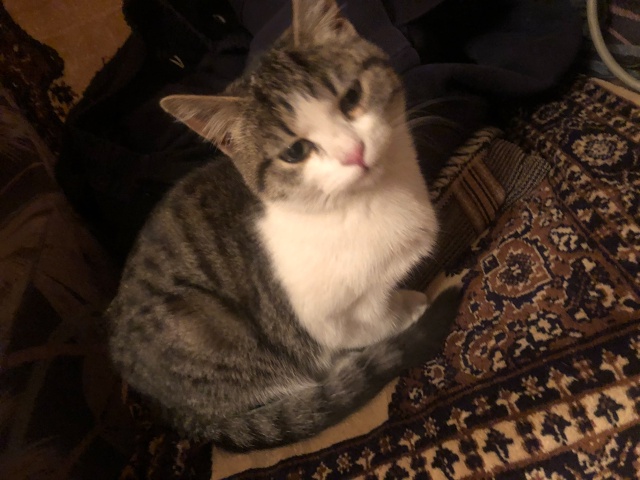 Прибилась кошечка на Суворова .может кто потерял ,себе ...