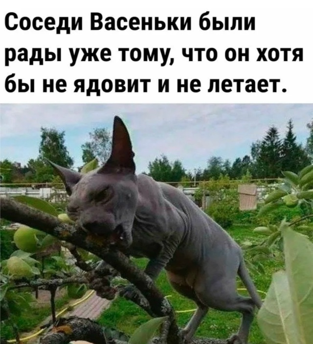 Как ваши любимцы 😸провели лето ?🌞😸
