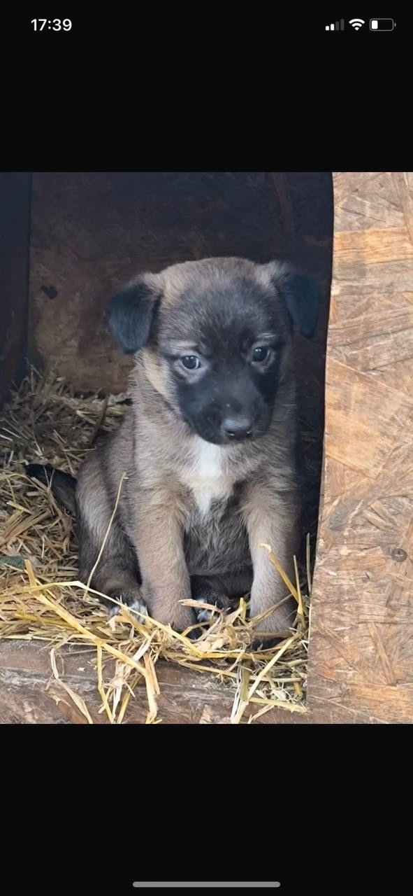 ‼️ СРОЧНО ‼️🚨
Щенки в отлове Ульяновска‼️🚨Через 3...