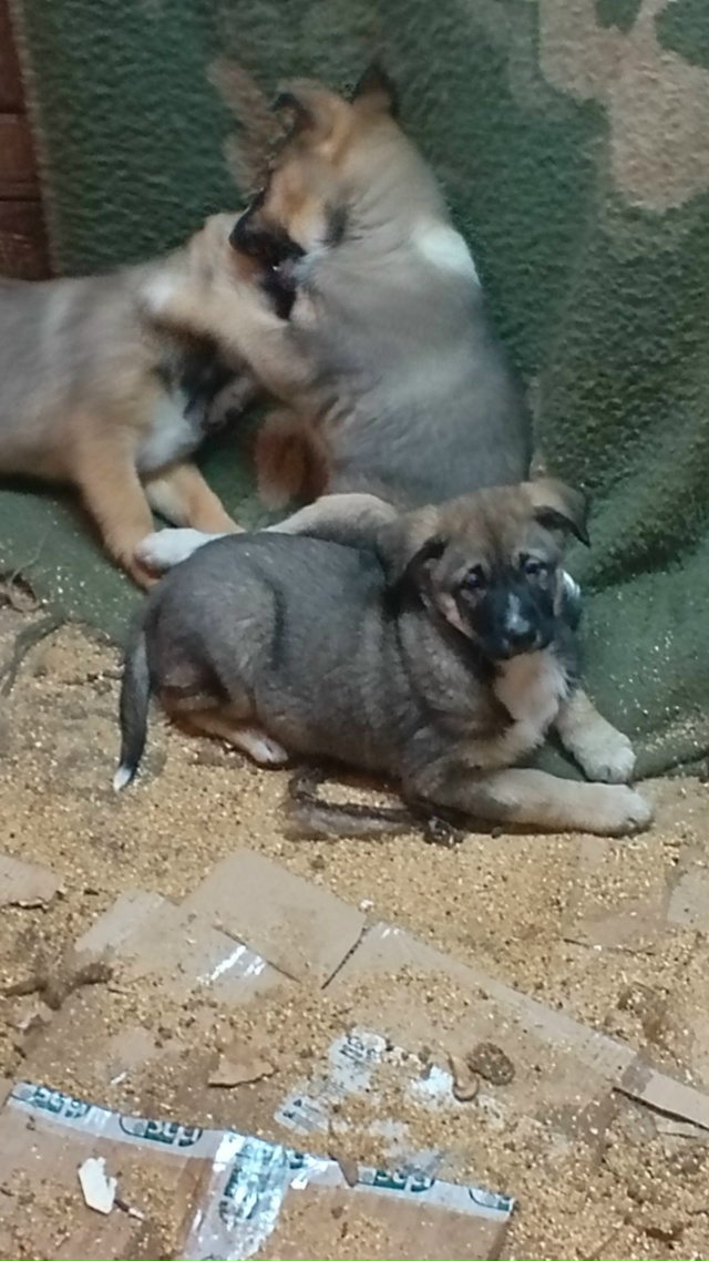 В добрые руки. Мать лайка, отец волкособ. 89041630166.