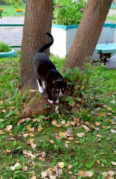 Котик Тошка семь, восемь мес--в. Очень ласковый. Ищет до?...